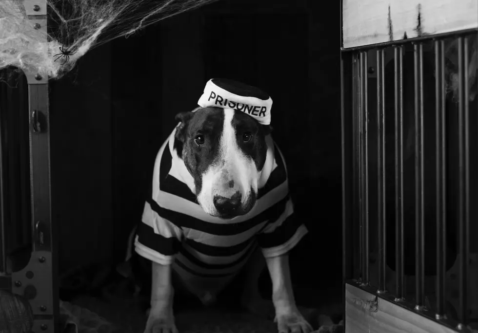 Five Simple Tips To Keep Your Pets Safe This Halloween