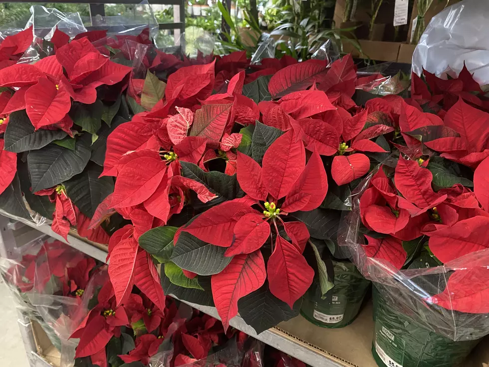 Is Eating Christmas Poinsettia Plants Fatal For Dogs in Minnesota?
