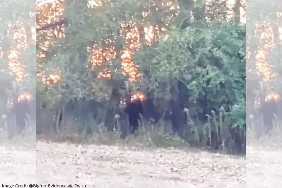 Did This Person Just Catch Bigfoot On Camera? It Looks Like It