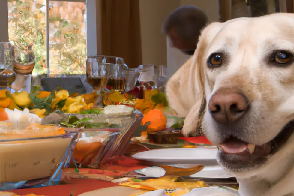 Do NOT Let Your Dog Eat These Thanksgiving Foods