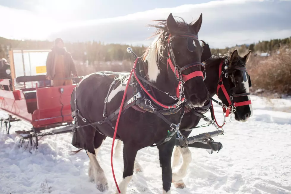 Take a Horse Drawn Sleigh Ride Through a Christmas Tree Farm in Grey Eagle