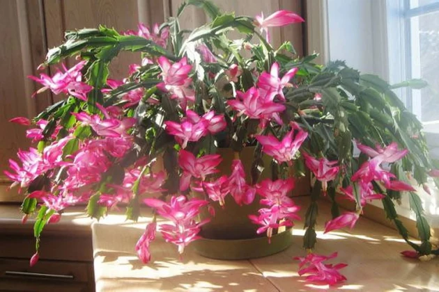 Is Your Plant Lying To You? Popular Minnesota Holiday Plant Might Just Be!