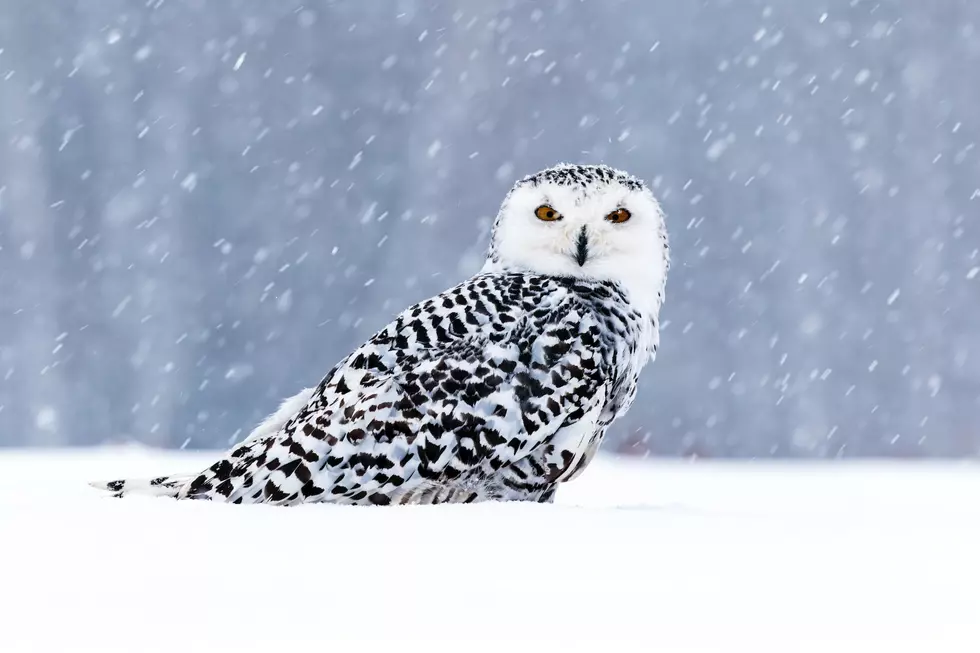 Keep an Eye Out for Snowy Owls in Central Minnesota