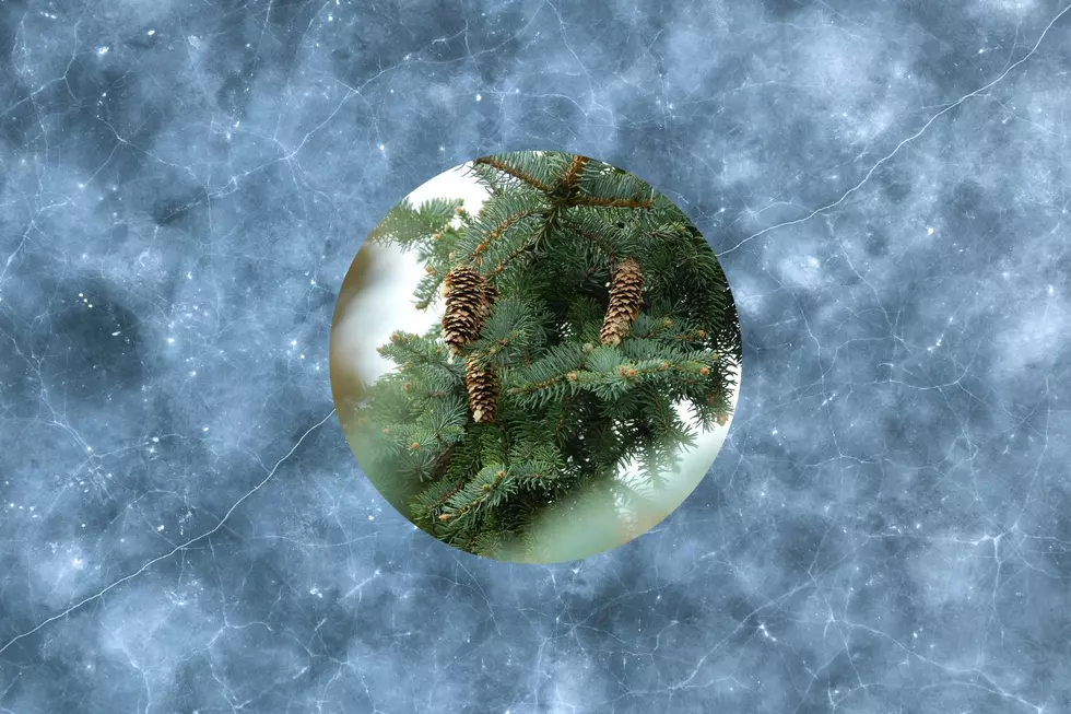 What Do Evergreen Branches On A Frozen Minnesota Lake Mean?