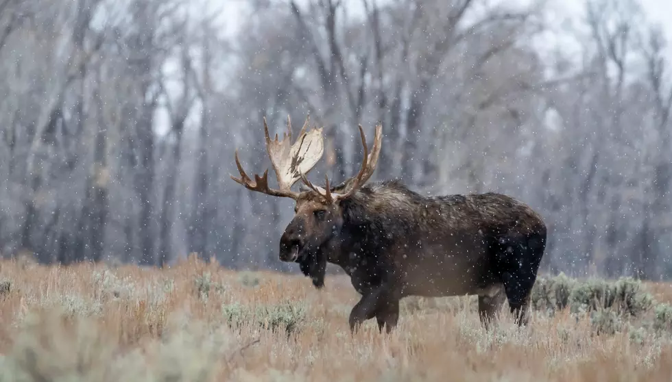 MN DNR Awarded Funding to Restore Moose Habitat in Minnesota