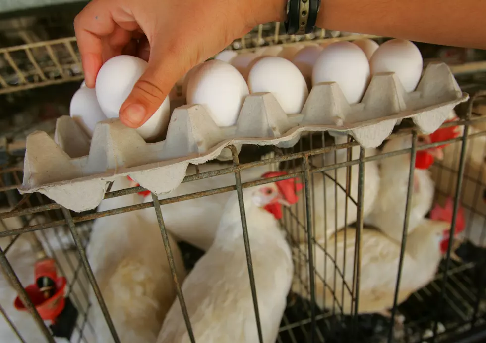 Are Your Chickens Not Laying As Many Eggs? Here Are Some Reasons Why