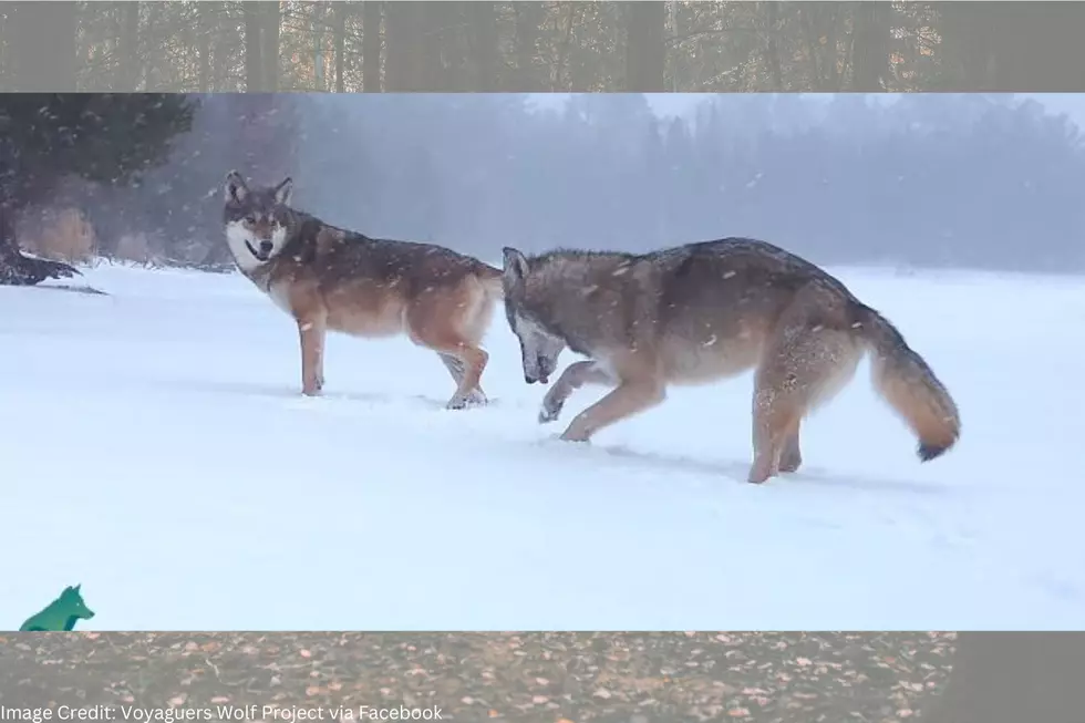 MN Trail Camera Catches A Wolf Pack Playing During A Snowstorm