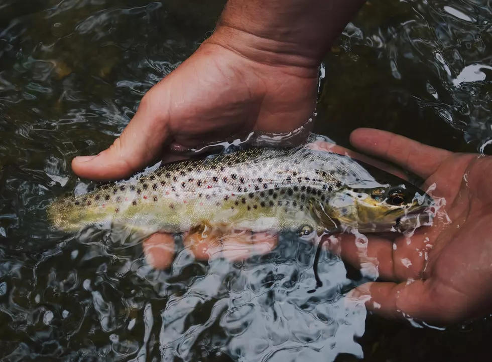 Ready, Set, Go! Winter Trout Season Set To Open This Weekend In Minnesota