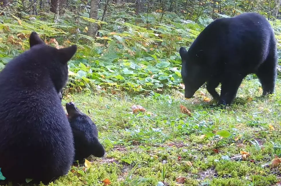 Cute & Chubby Minnesota Bear Cubs Caught On Trail Camera Before Taking It Down