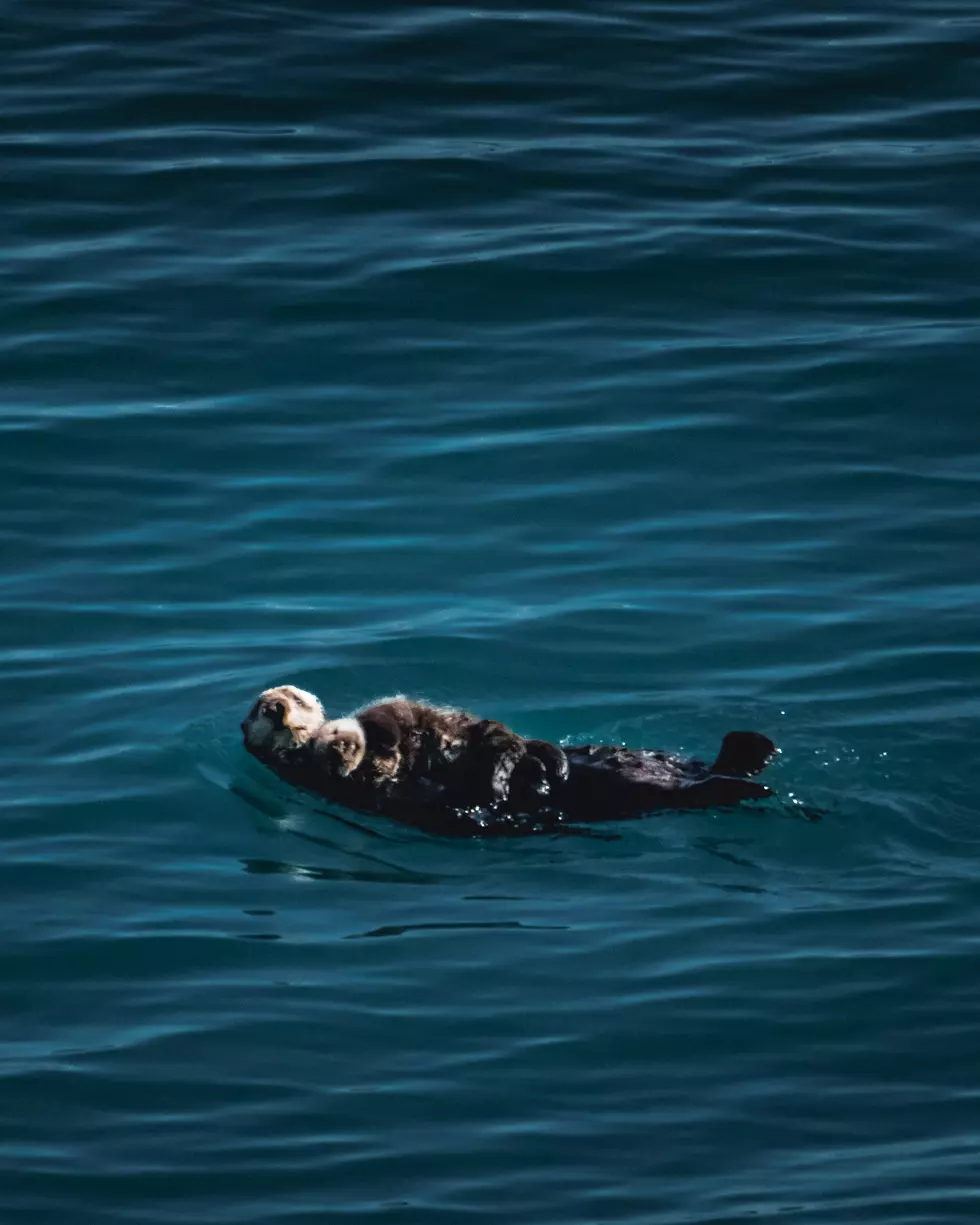 Watch Adorable Video of Otter Life In Northern Minnesota