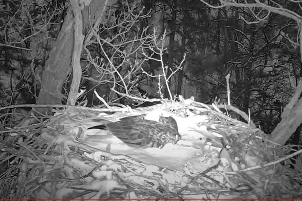 Twice As Nice – Minnesota DNR EagleCam Reveals Egg Number 2!