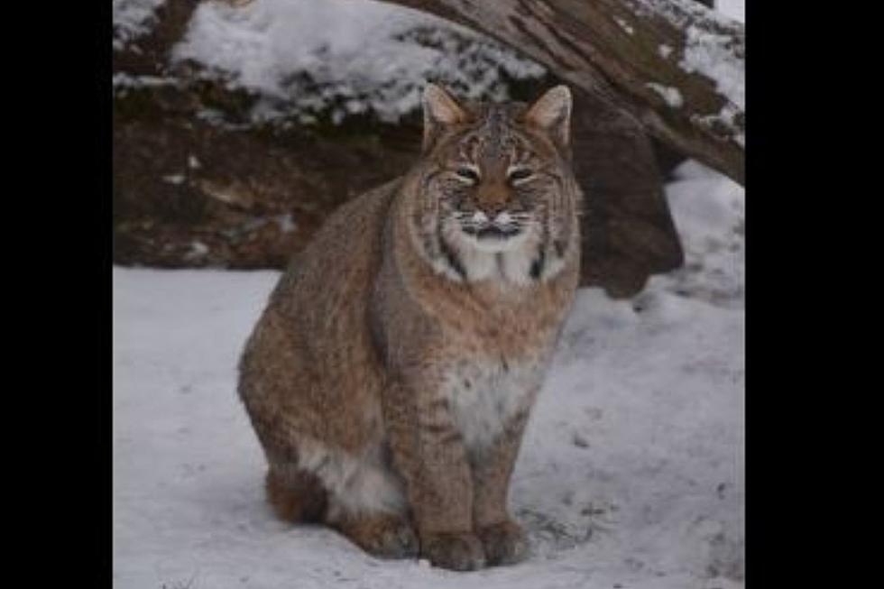 Longtime Ambassador Bobcat Passes Away At Southern Minnesota Zoo