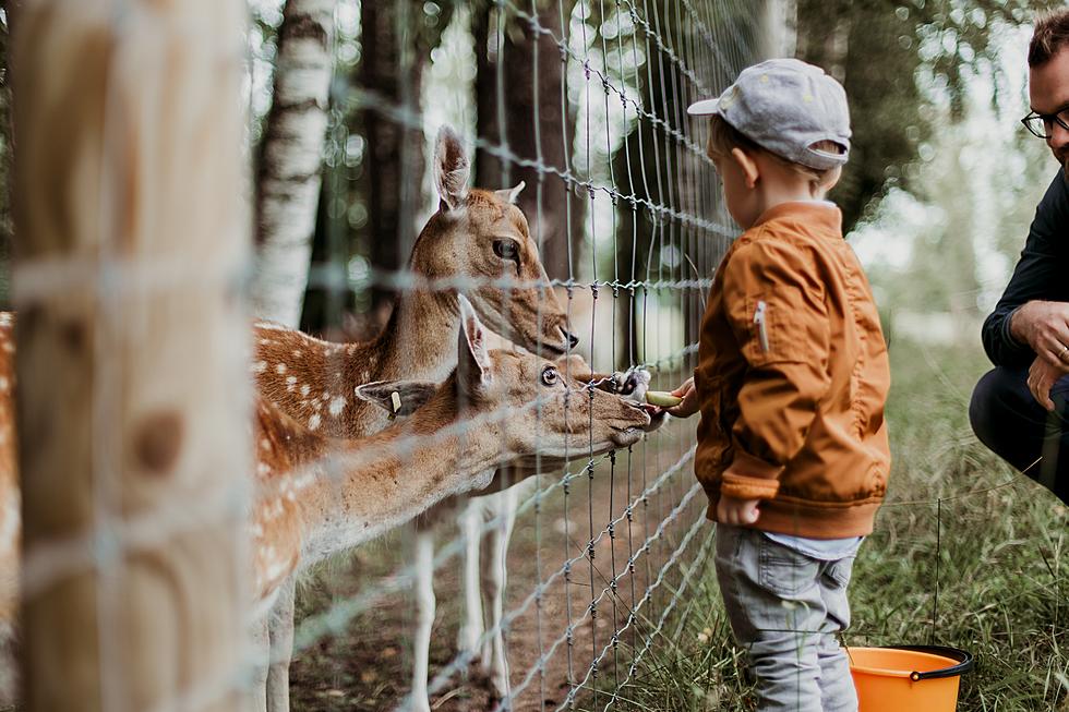 Central MN Zoo Is Up For 'Minnesota's Best Minnesotan Landmark'