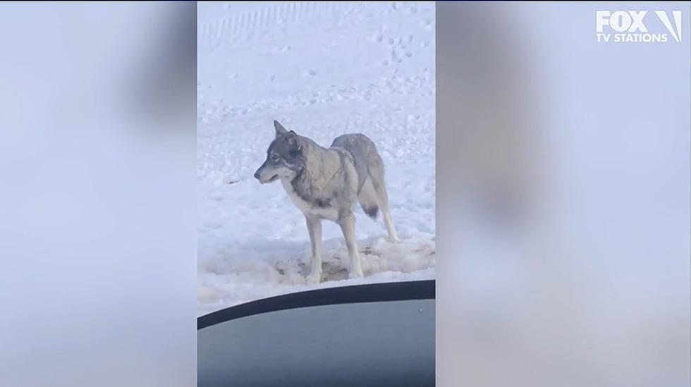 Wolf? Man Takes Picture Of Wolf South Of Clearwater