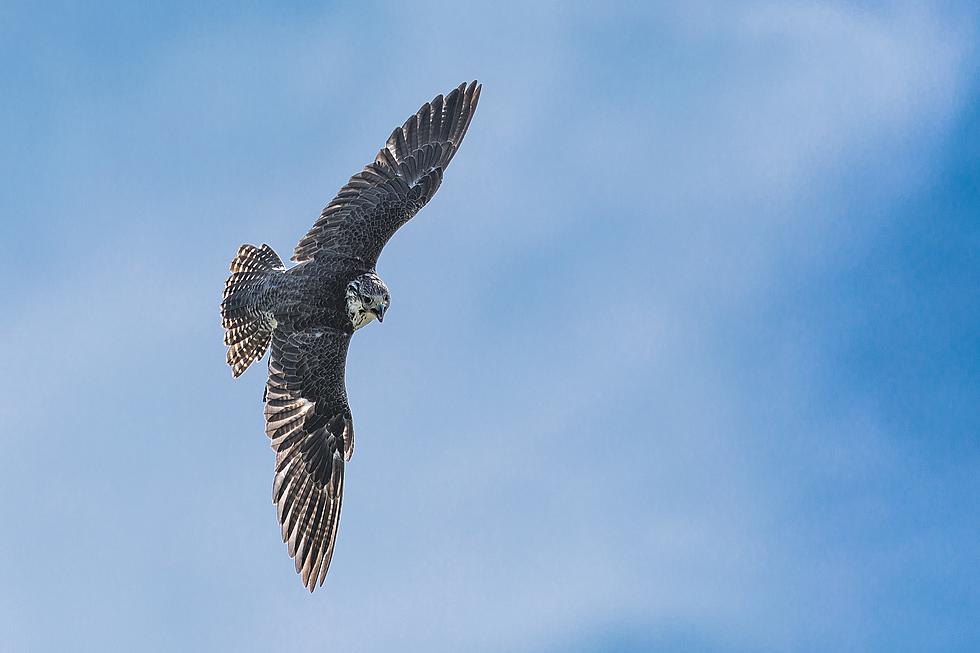 Did You Know That The Minnesota DNR Has Another Free Bird Camera?