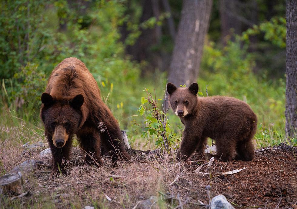 Northern Minnesota Bear Cub Destroys Trail Cam – But It’s Cute!