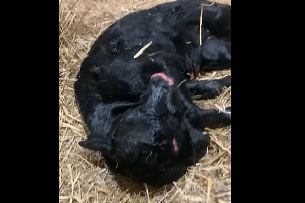 Hillman Farmer Shocked – His Son Discovers Two Headed Calf In Barn