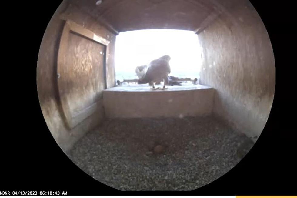 Twice As Nice! Second Egg Appears On St. Cloud &#8211; Based FalconCam
