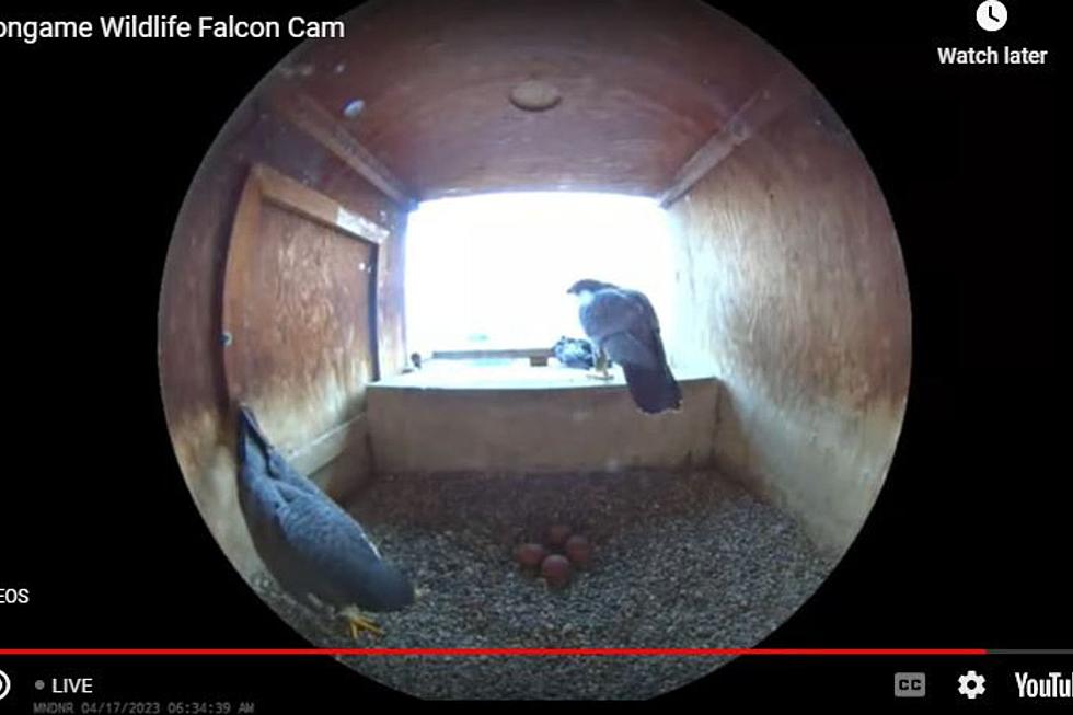 Four&#8217;s The Score! FalconCam Captures More Eggs In The Nest!