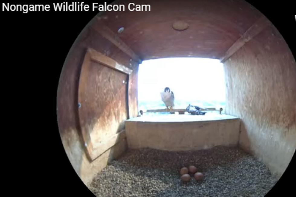 Baby Falcons Should Be Arriving Soon!  Watch Minnesota DNR FalconCam LIVE