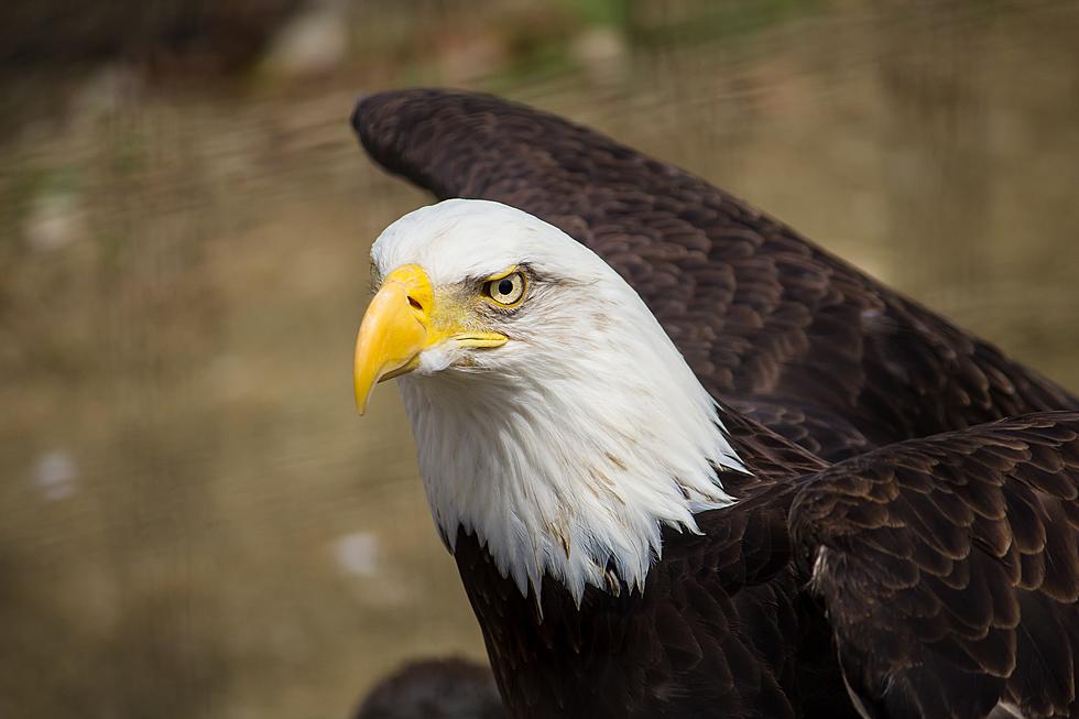 Iconic Minnesota Eagle “Maxime” Passes Away After 24 Years of Service