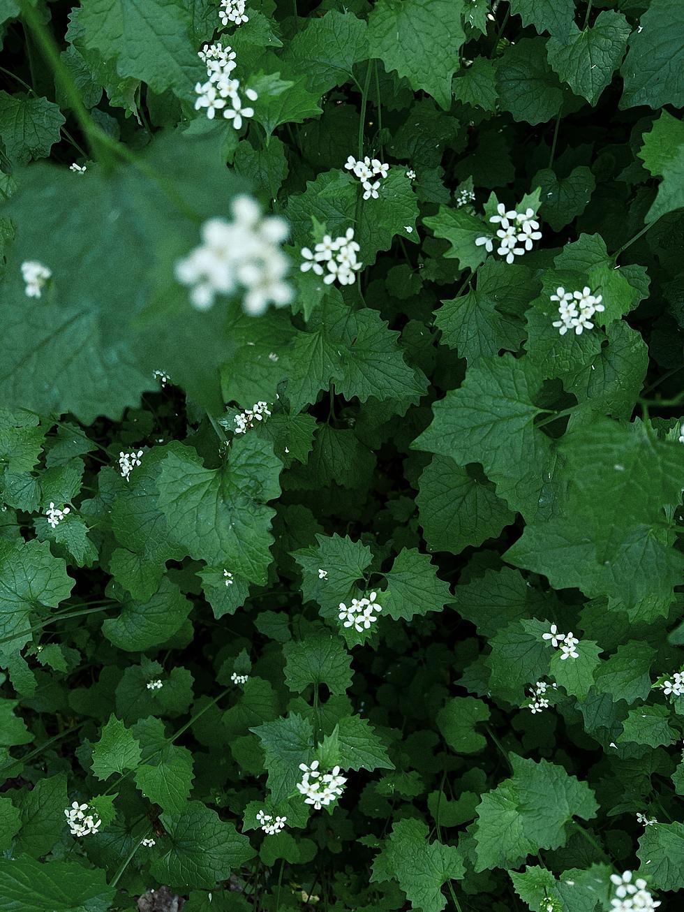 Is This Edible Yet Invasive Species Of Minnesota Plant Lurking In Your Backyard?