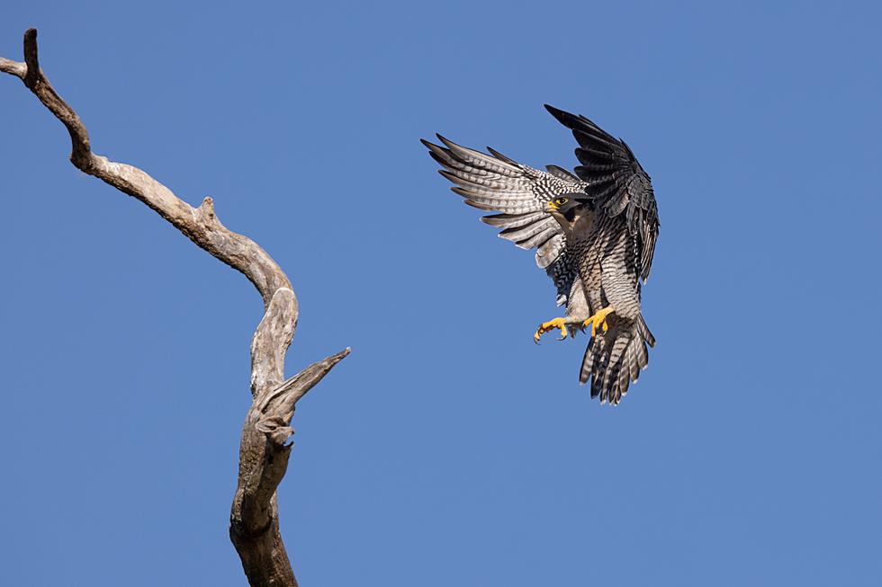 UPDATE: What Happened To The Falcon Chicks On The DNR Falconcam?