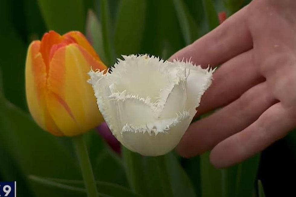 Blooming Beauty! This Minnesota Home Is Surrounded By Thousands Of Tulips!