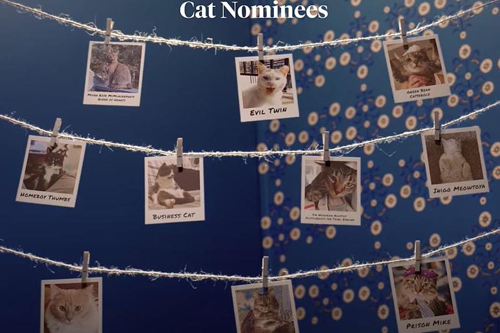 This Minnesota Cat Named &#8216;Prison Mike&#8217; Could Win A National Competition
