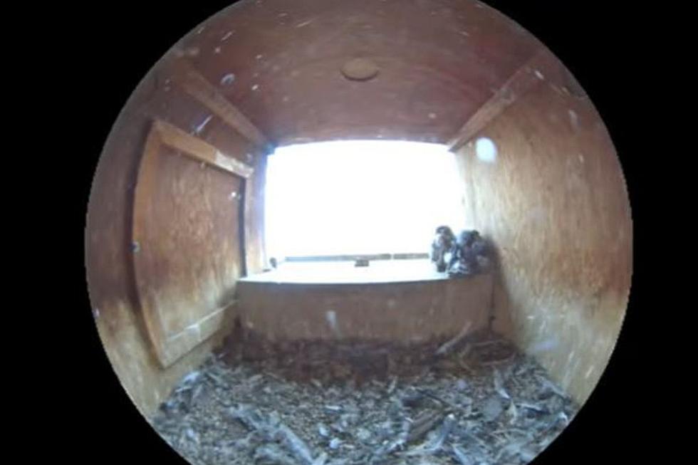 Fluttering Hearts &#038; Wings! These Young MN Falcons Are Preparing To Leave The Nest