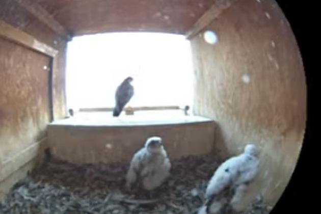 DNR Falcon Cam: Checking In On Our Baby Falcons