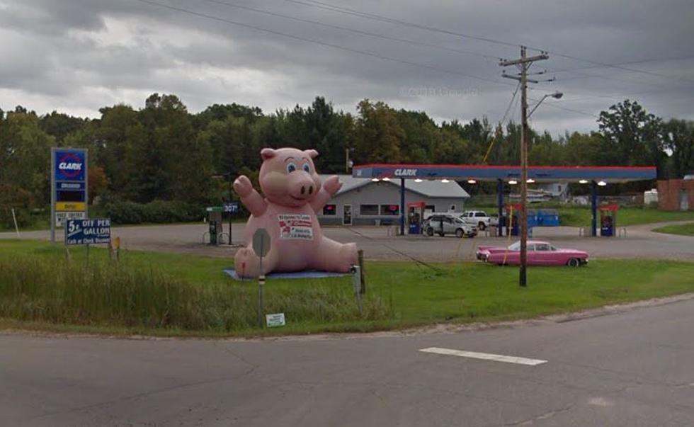 This Minnesota Town Bar Offers Up Pig Races On Summer Weekends!