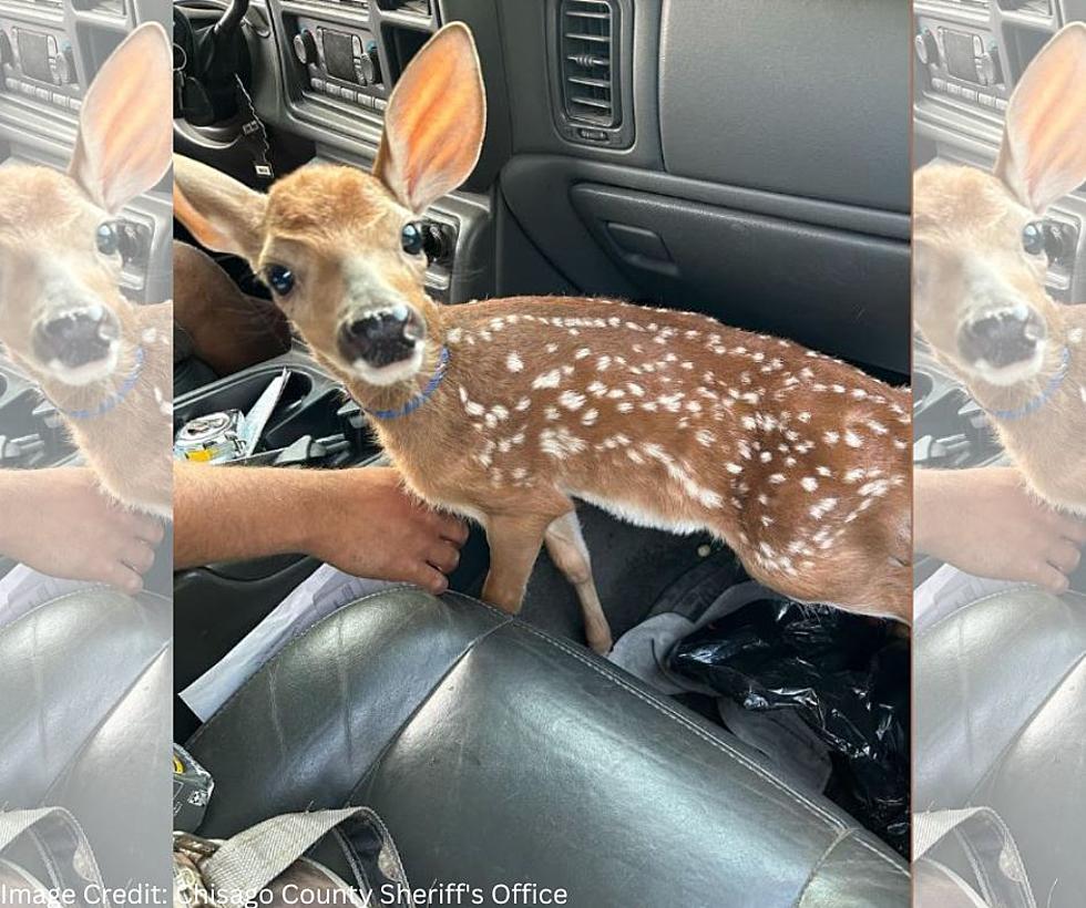 Uncrated Fawn Results In Suspected Drunk Driving Stop In Minnesot
