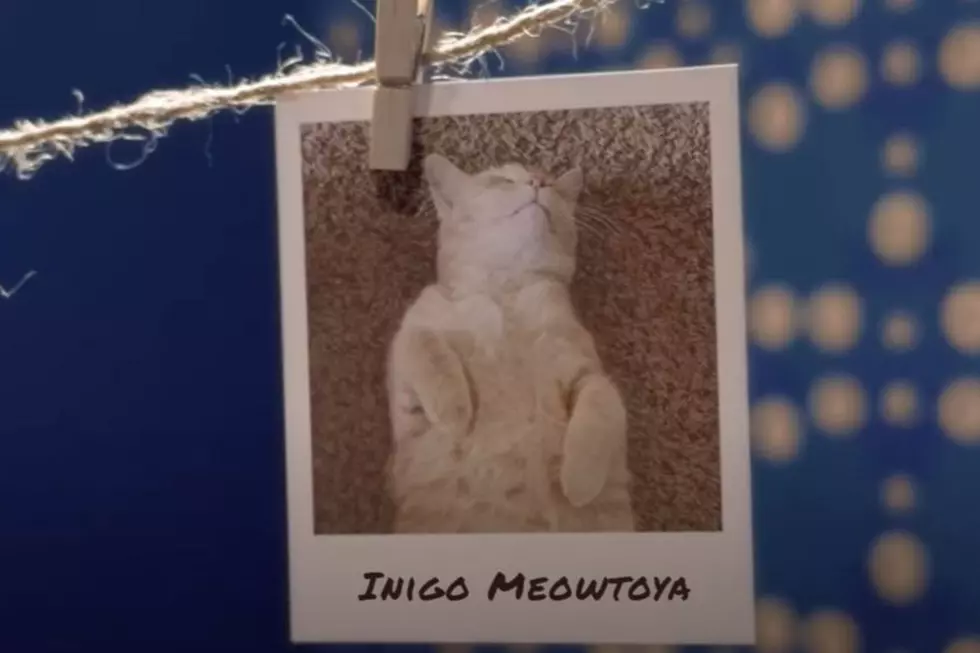 Nationwide Pet/Youtube