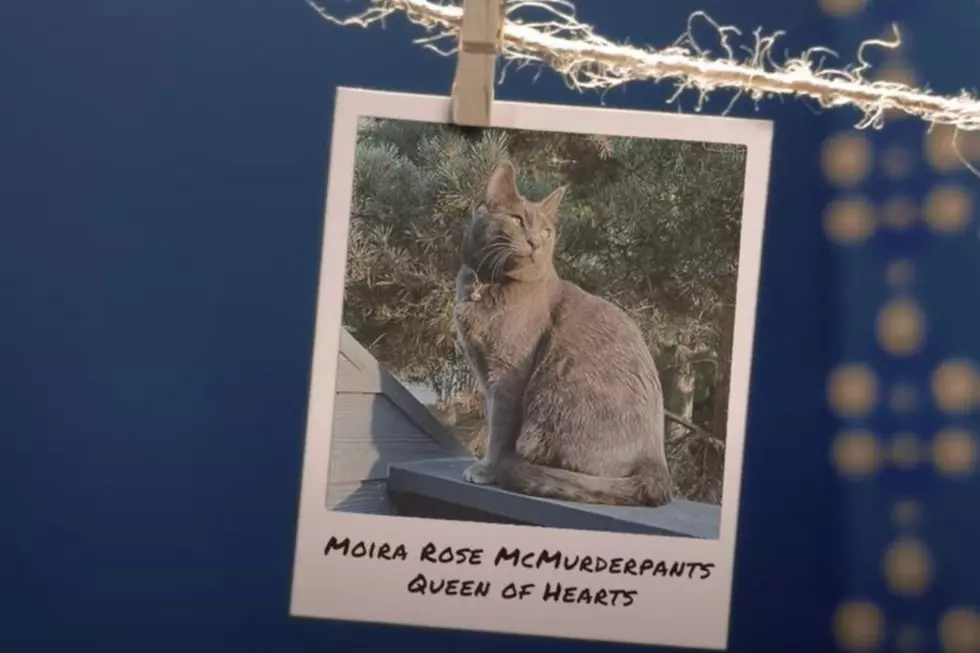 Nationwide Pet/Youtube