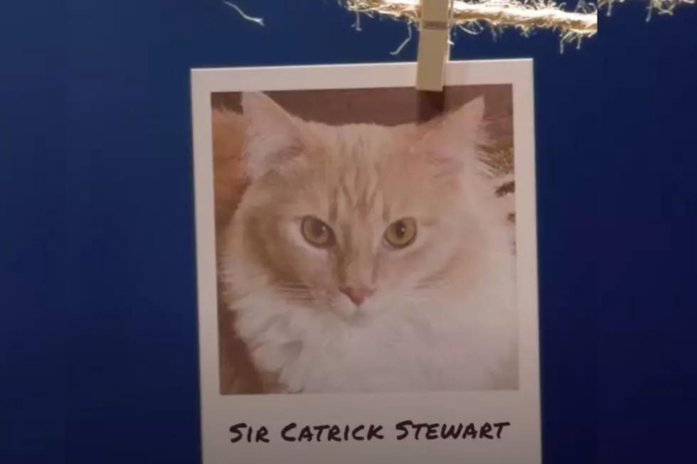 Nationwide Pet/Youtube