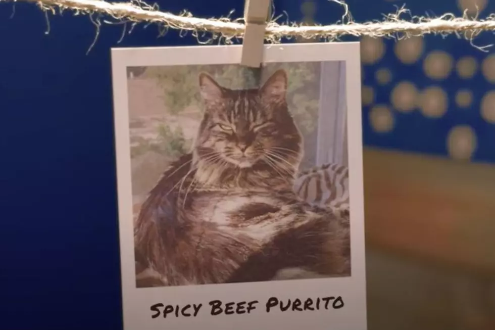 Nationwide Pet/Youtube
