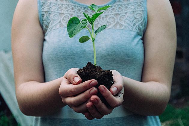 Last Chance: Benton County Master Gardener Plant Sale This Saturday