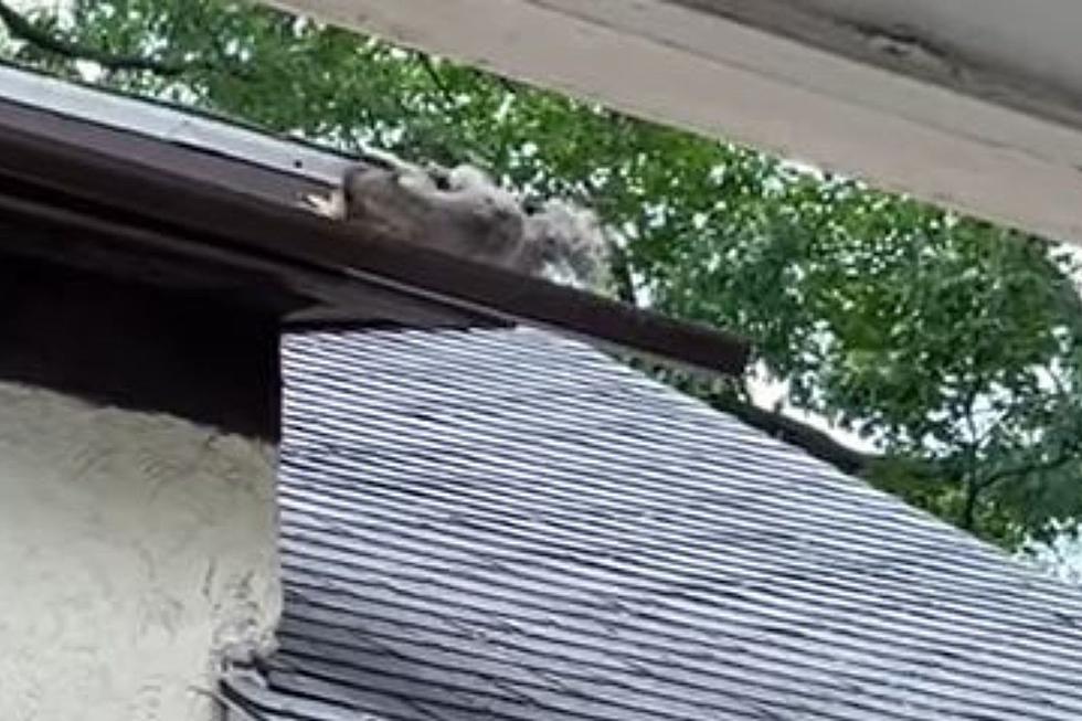 UPDATE: Property Manager Denies PETA Claims Squirrels Trapped in St. Cloud Home&#8217;s Soffit