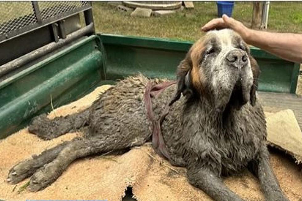 Quick Thinking Bachelor Party Rescues Dog Found In Mud on the Minnesota River