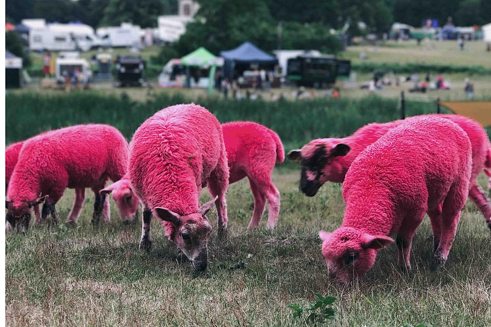 Not For the Faint of Heart. Fun, Unique Minnesota Festivals!