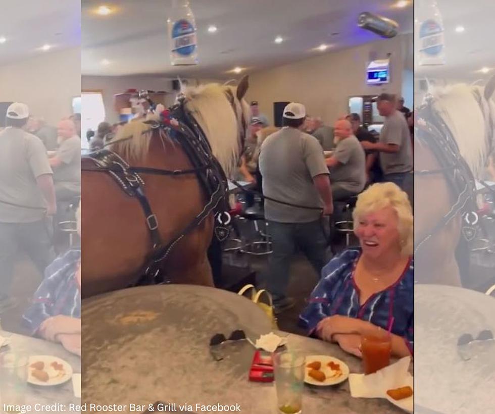 Watch This Man Walk A Horse Through A MN Bar During Oktoberfest