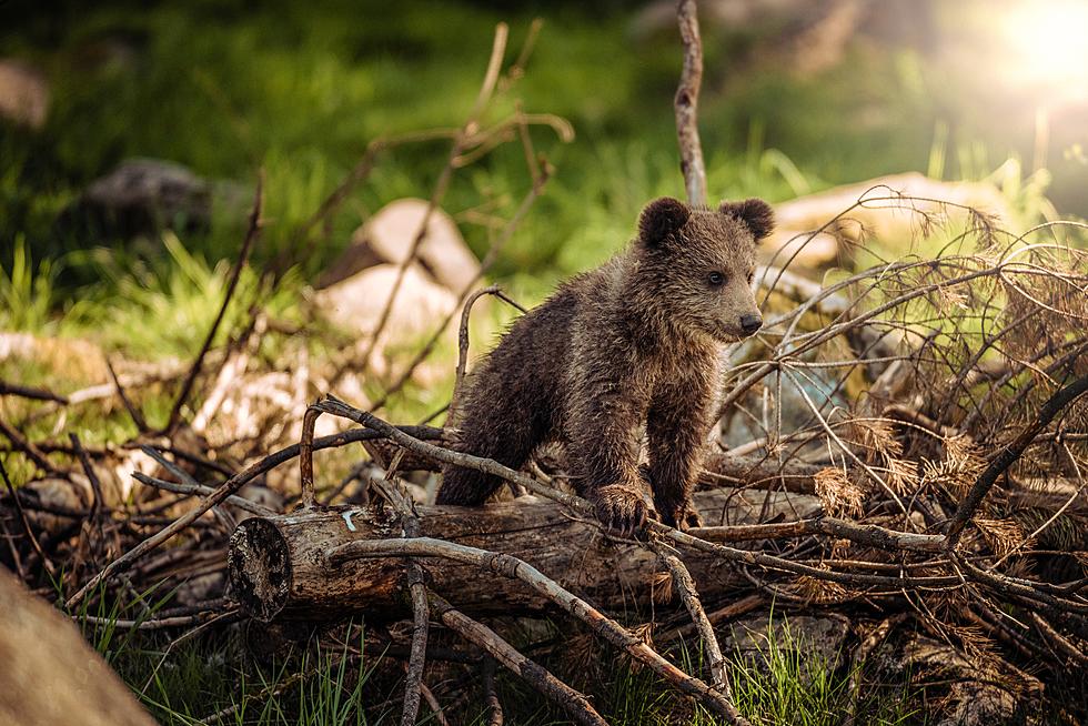 Minnesota Sheriff's Office Rescues Bear Cub Found On A Driveway