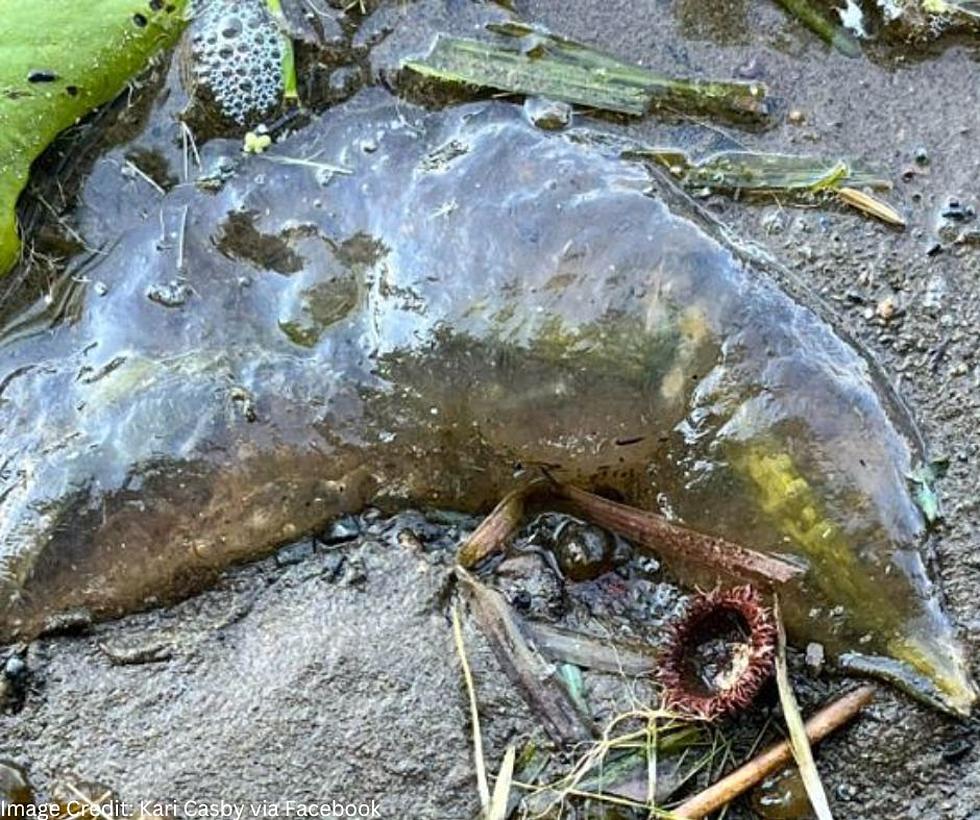 Minnesota Woman Finds Slime In Lake Mille Lacs, But It's Good 