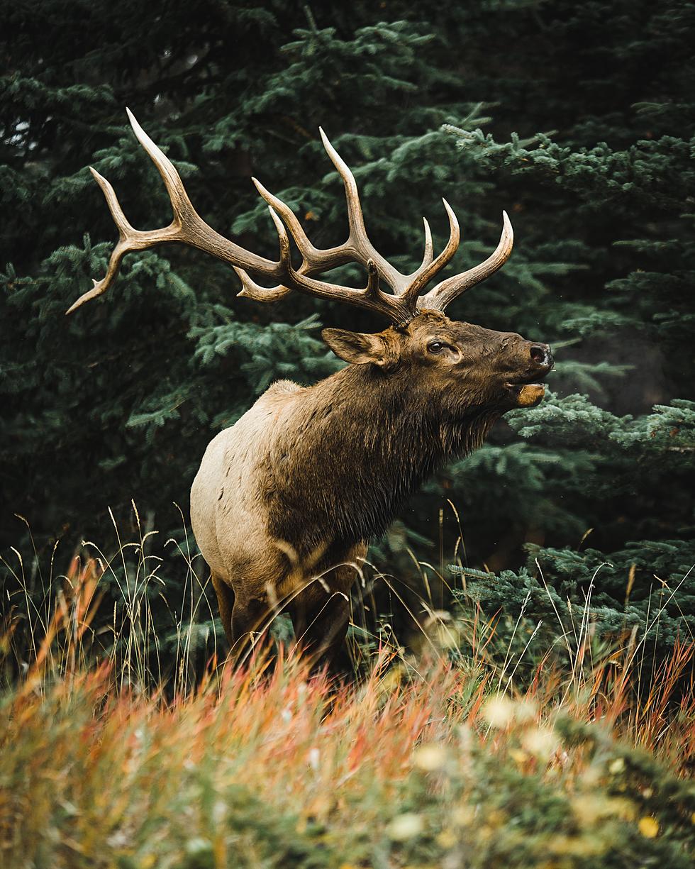 Say Cheese! This 13-Year-Old MN Hunter Just Bagged A HUGE Elk!