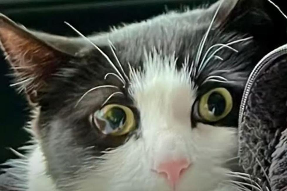 Family Pet Uses Up One Of It’s Nine Lives In Devastating Home Collapse