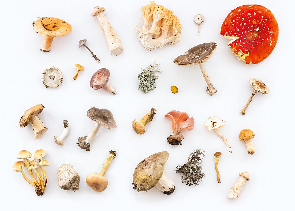 Want Mushrooms? Only Buy From A Certified Wild Mushroom Harvester