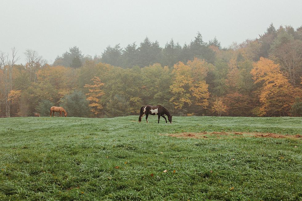 Is It Safe To Graze Horses In Minnesota After A ‘Killing Frost?’