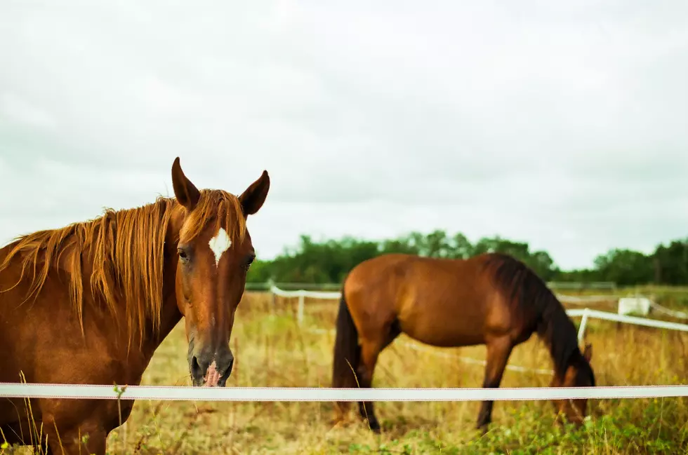 Is It Safe To Graze Horses In Minnesota After A ‘Killing Frost?’
