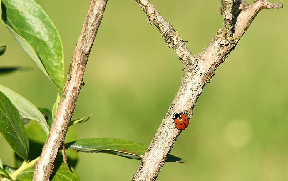 Is Your House Overrun By Asian Beetles? Here&#8217;s How To Get Rid Of Them!